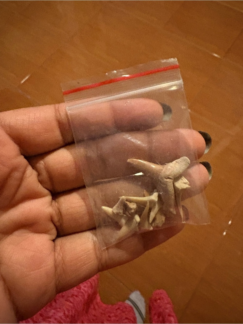 Shark Teeth - Picture 3 of 4